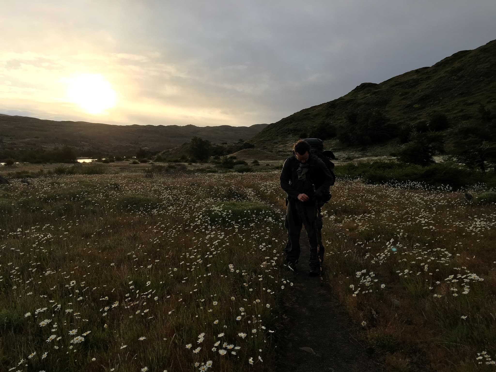 Lone backpacker silhouetted in a wildflower field at sunset