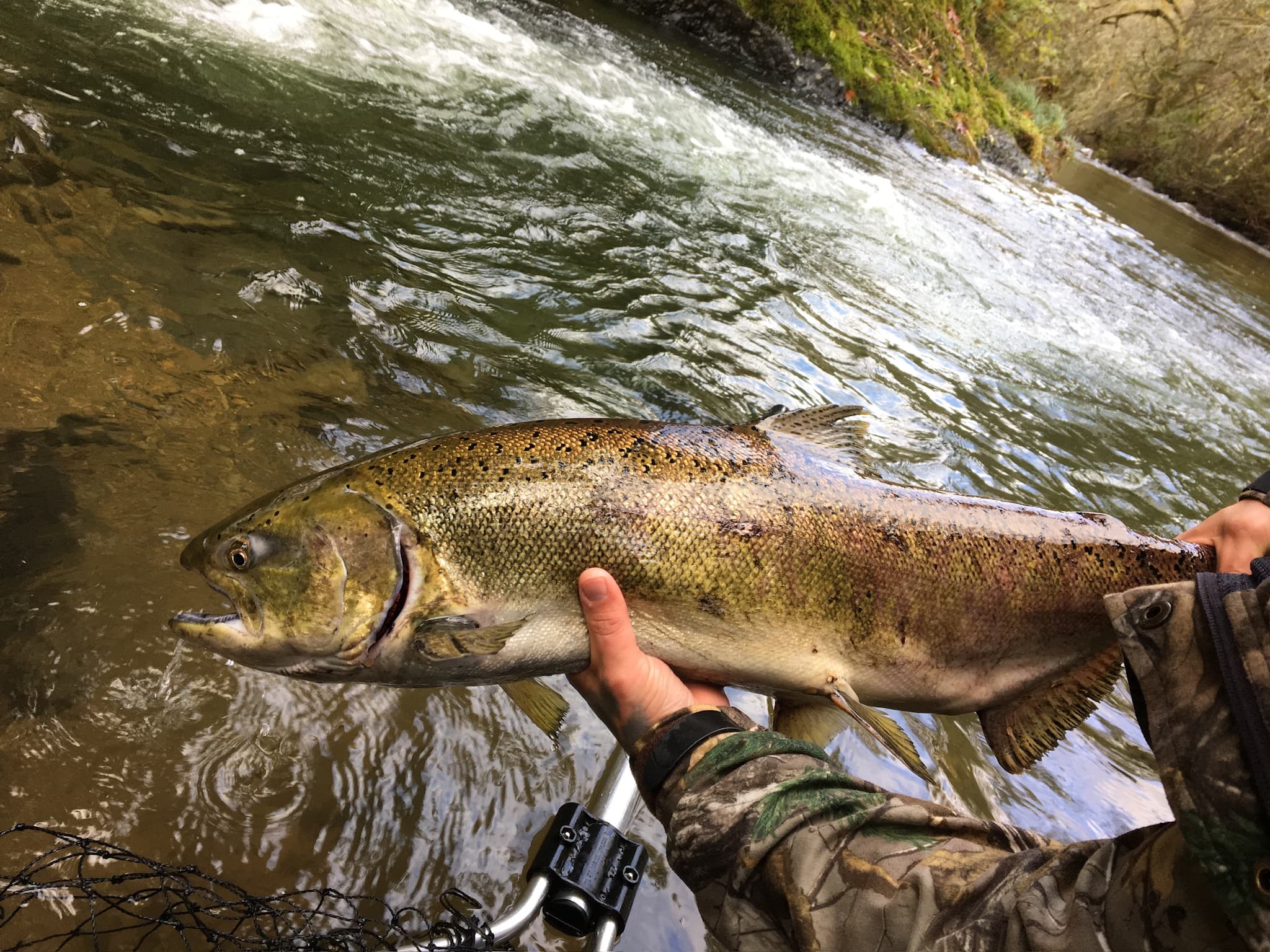 Hand holding a wild salmon over a river riffle