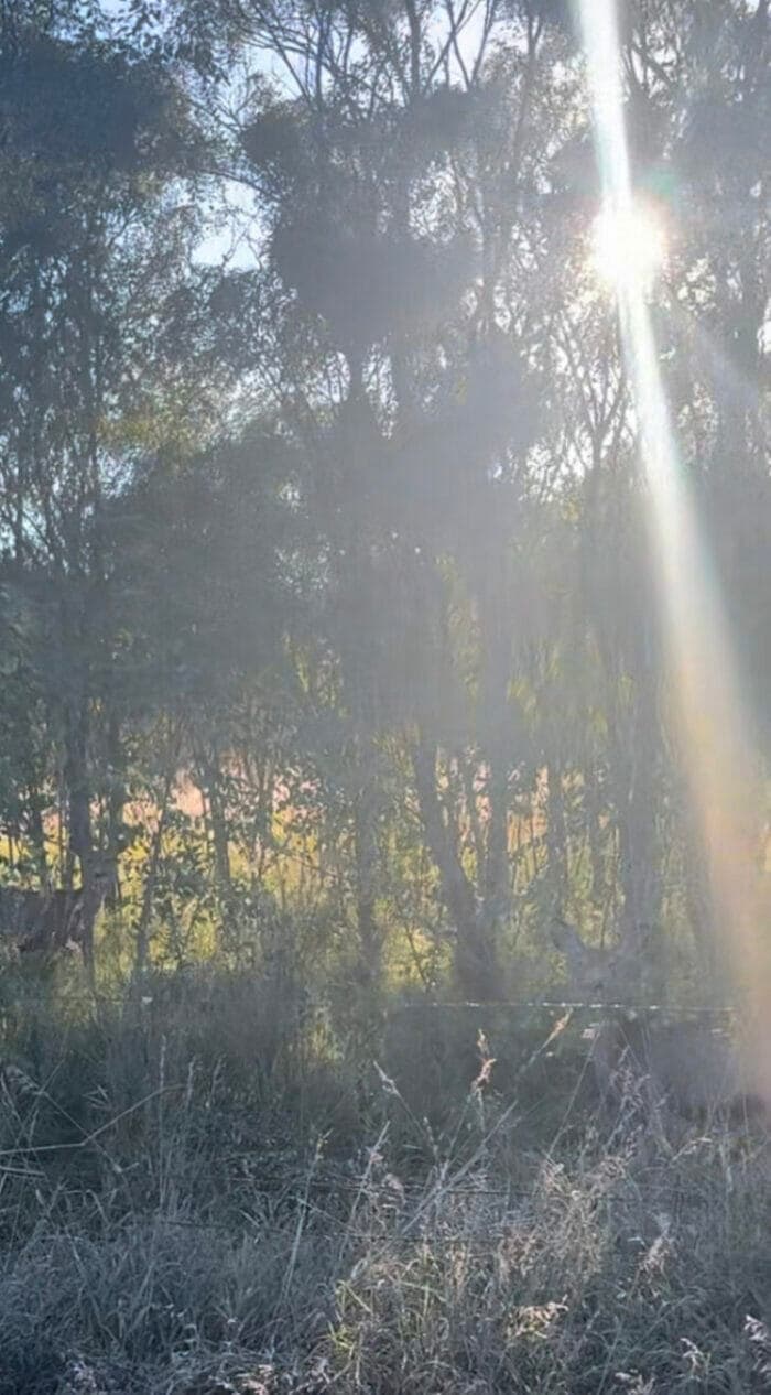 Bow Hunting Whitetail from the Ground