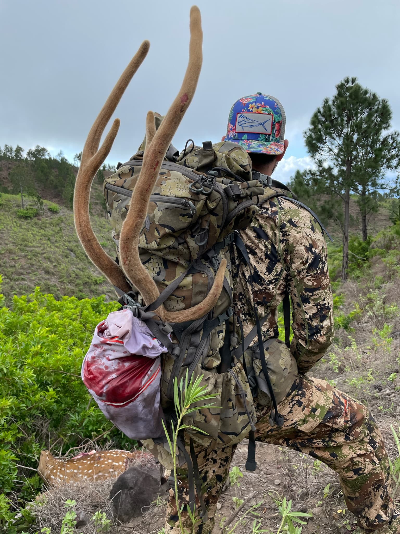 Hunter packing out an elk with antlers on the frame